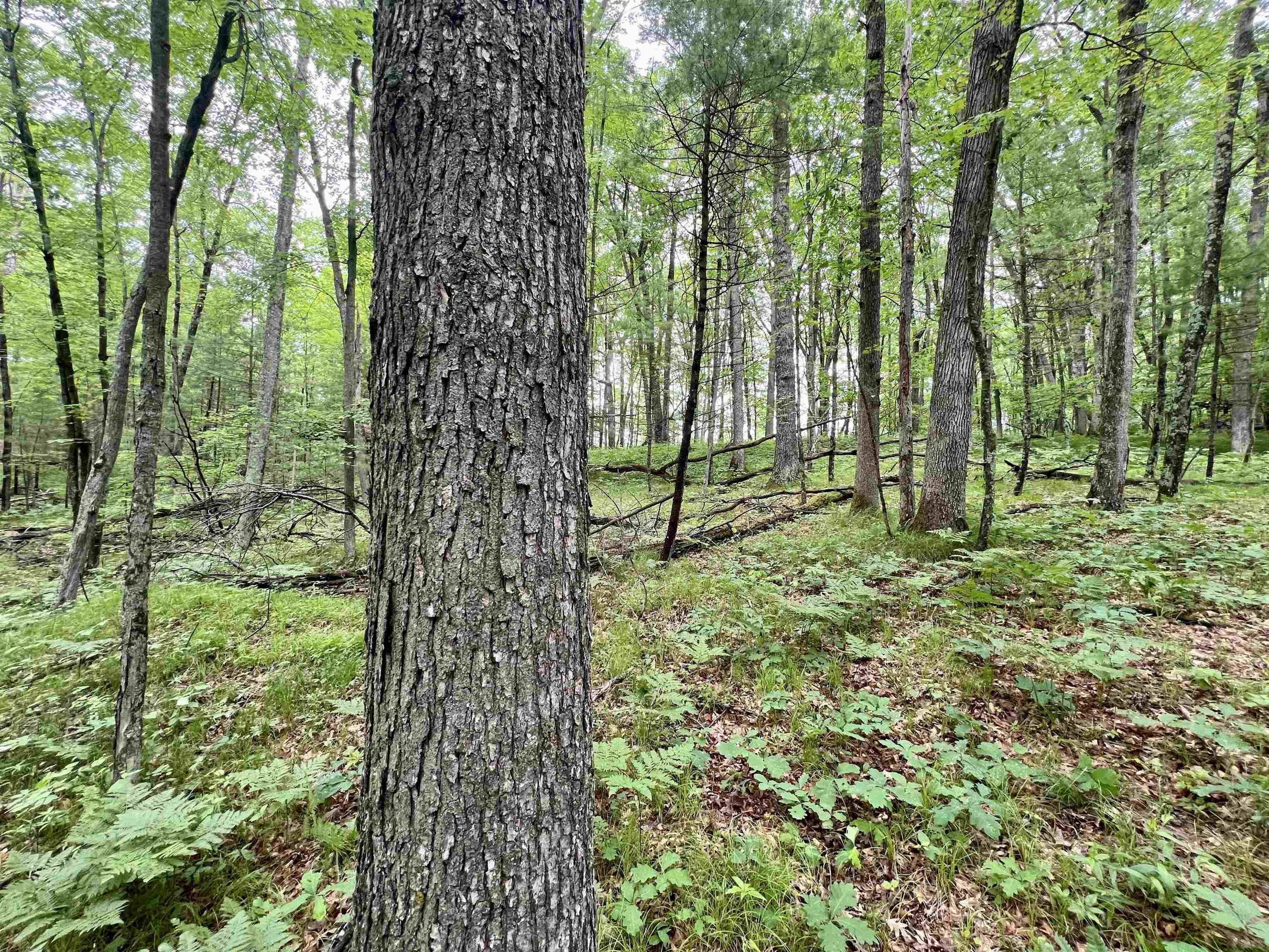 County P Road, Unit 1 Pound, WI 54161 - Photo 11 of 16