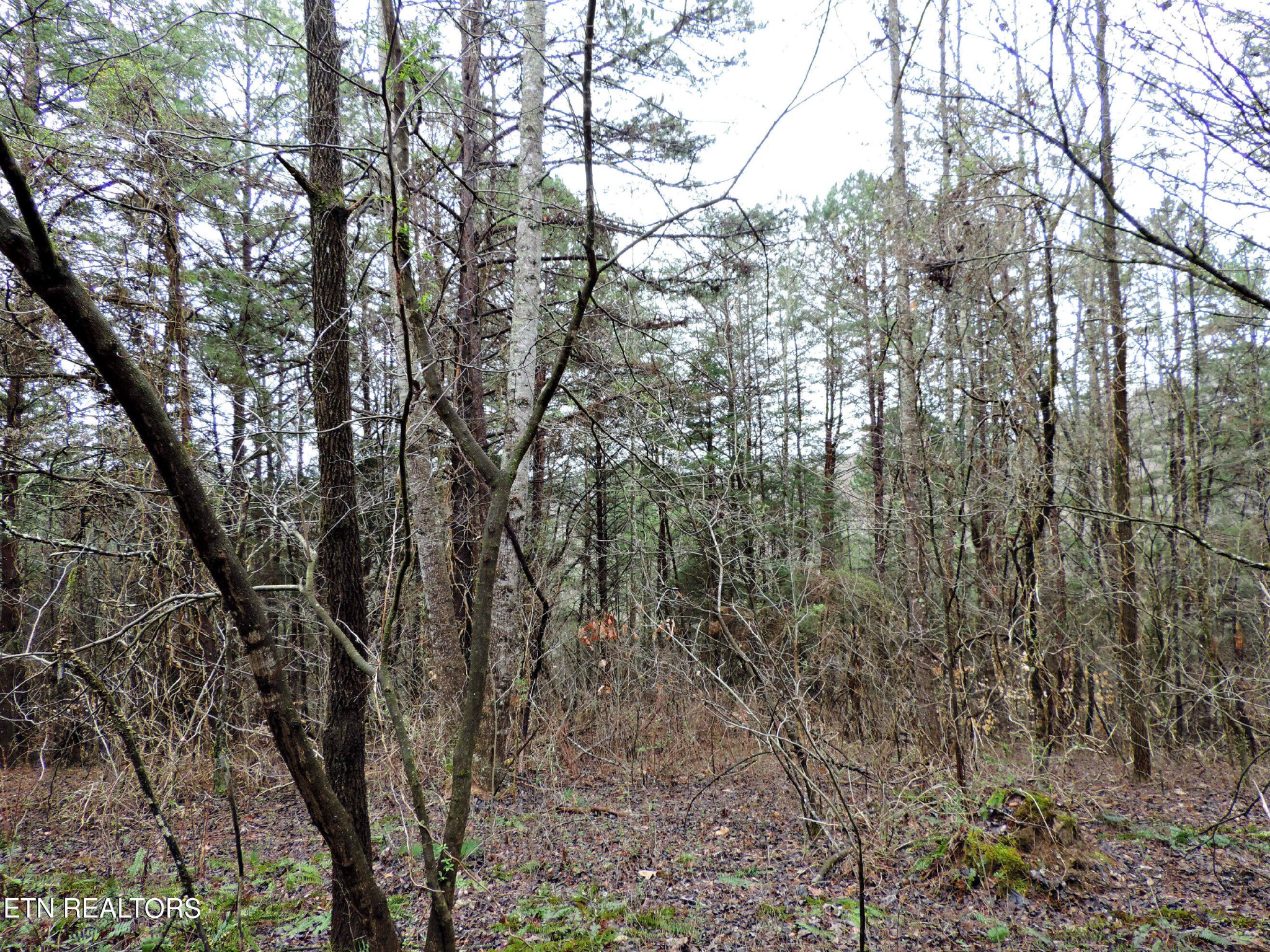 10 Hickory Spgs Road Washburn, TN 37888 - Photo 12 of 21 Gallery Image 12