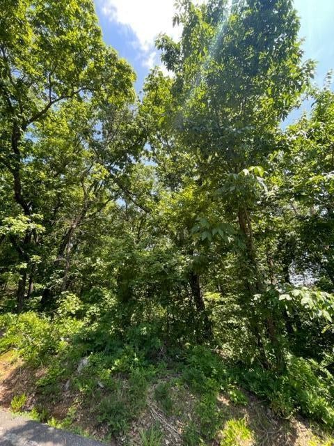 a view of a lush green forest