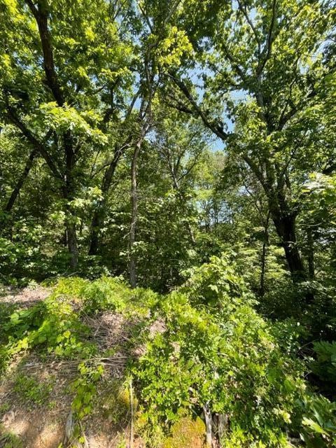 0 Cabin Road Chattanooga, TN 37404 - Photo 3 of 5 a view of a lush green forest