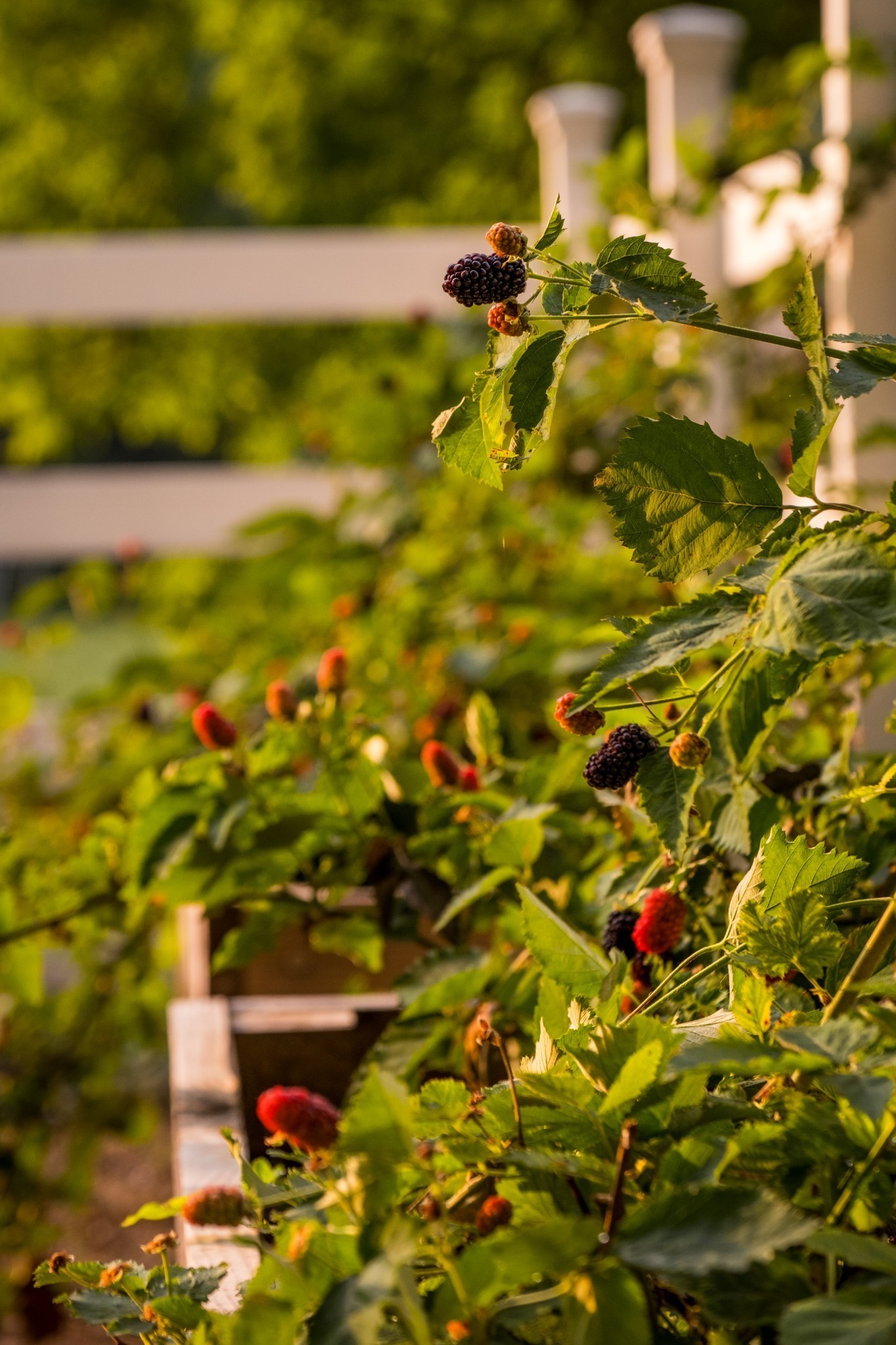 2405 Thompson Road Lewisburg, TN 37091 - Photo 23 of 71 a view of a yard