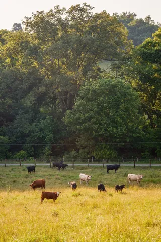 a view of a lake with trees in the background