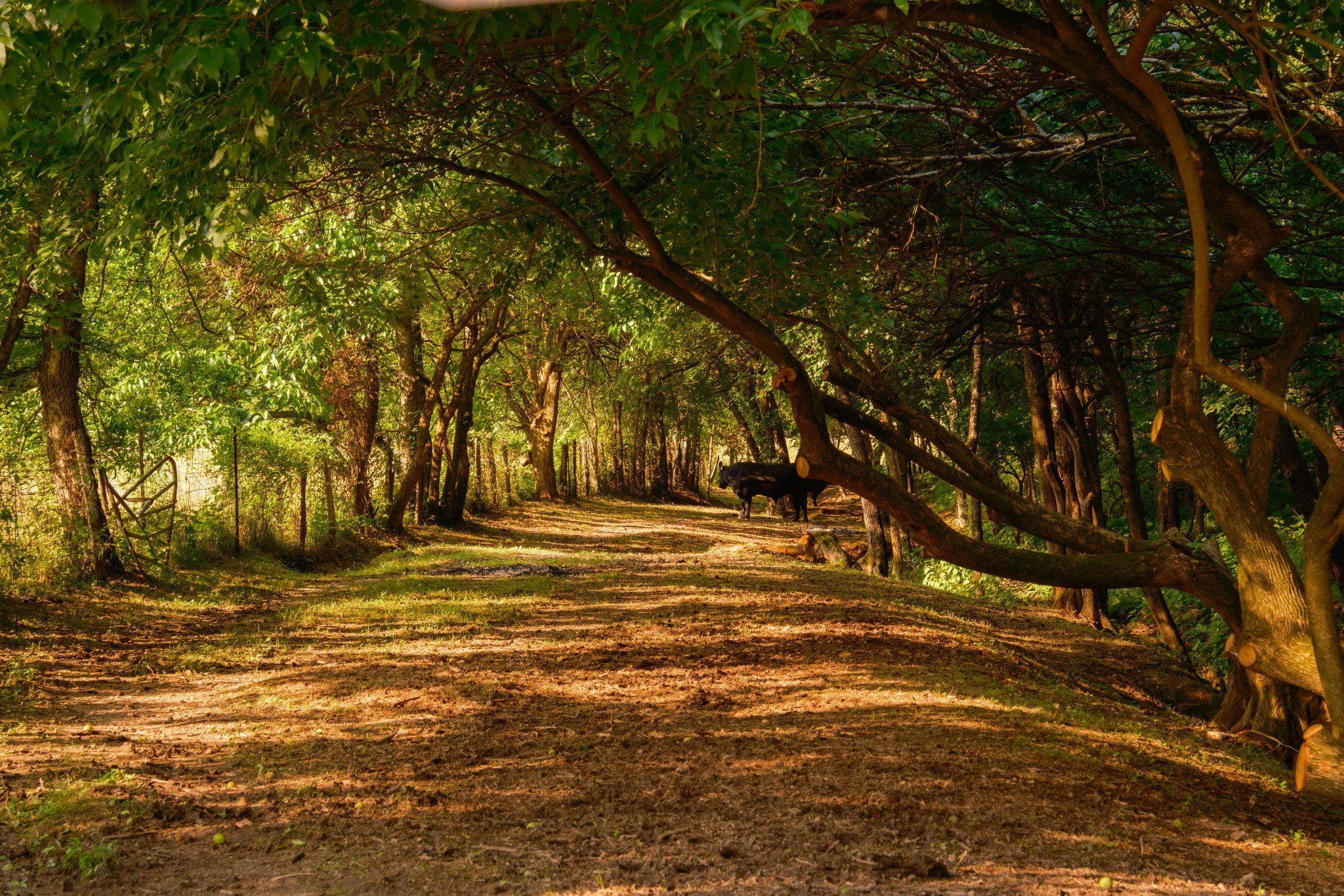 2405 Thompson Road Lewisburg, TN 37091 - Photo 47 of 71 a view of yard with trees