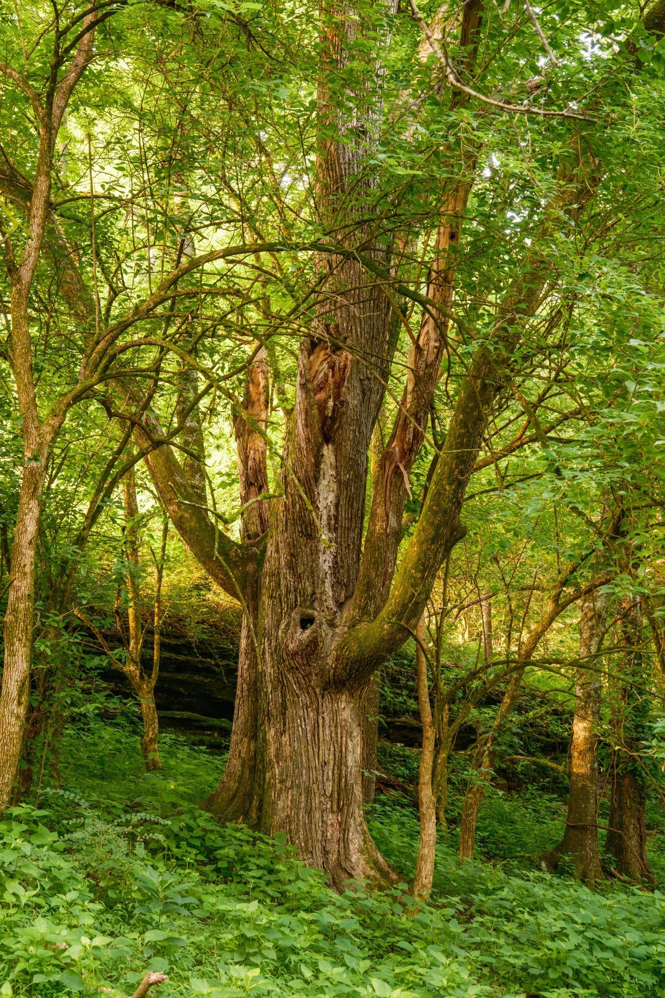 2405 Thompson Road Lewisburg, TN 37091 - Photo 50 of 71 a backyard of a house with plants and large trees