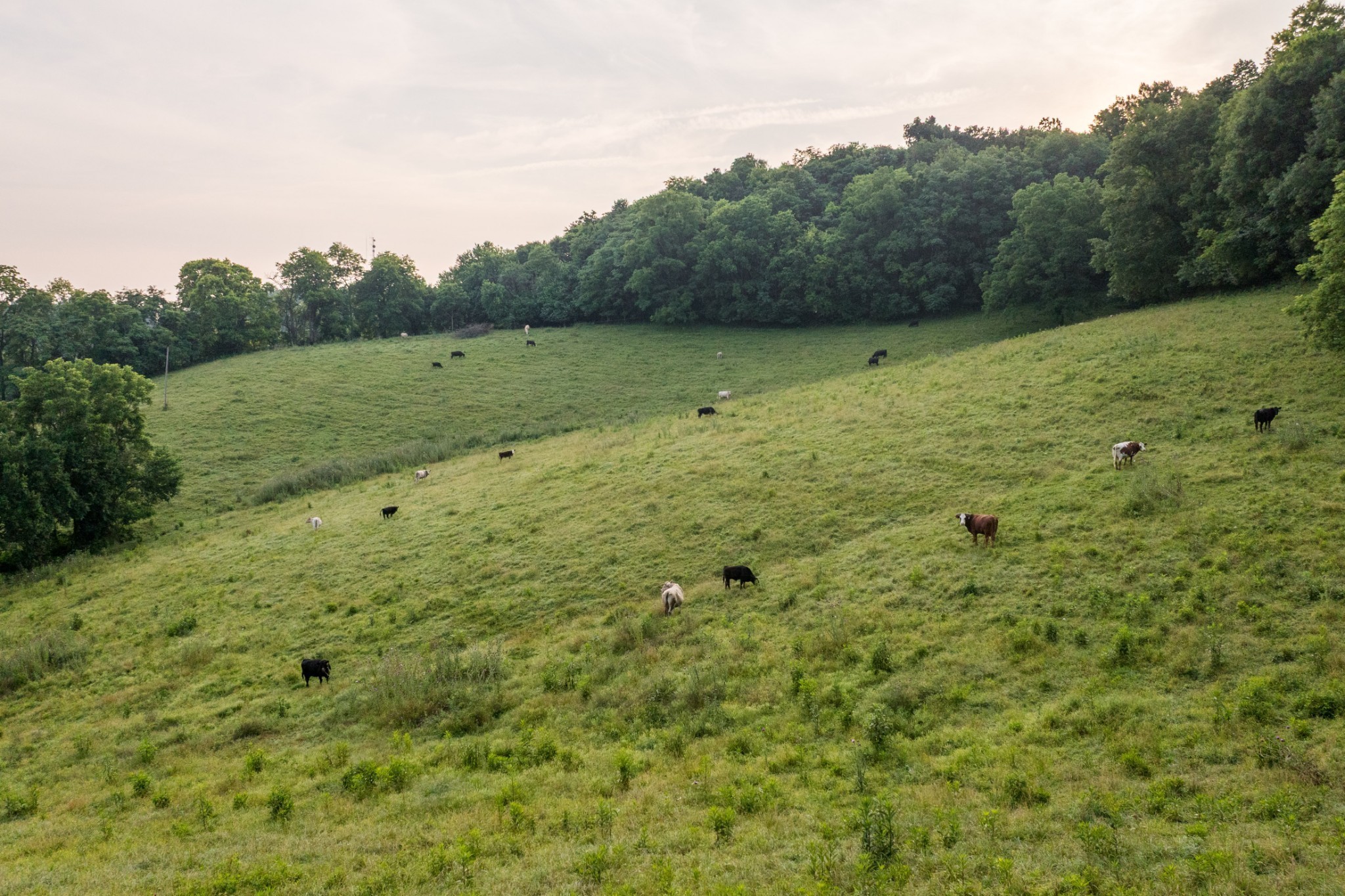 2405 Thompson Road Lewisburg, TN 37091 - Photo 66 of 71 a view of a large body of water with a large tree