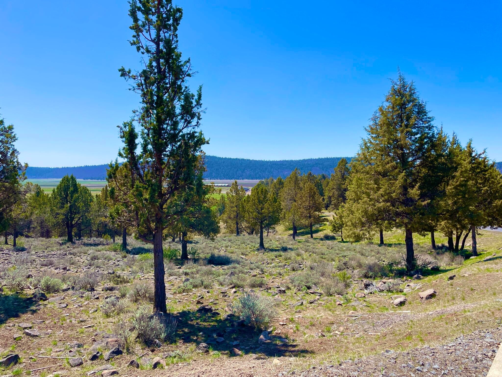 Lot 1168 Parula Road Klamath Falls, OR 97601 - Photo 3 of 6 3
