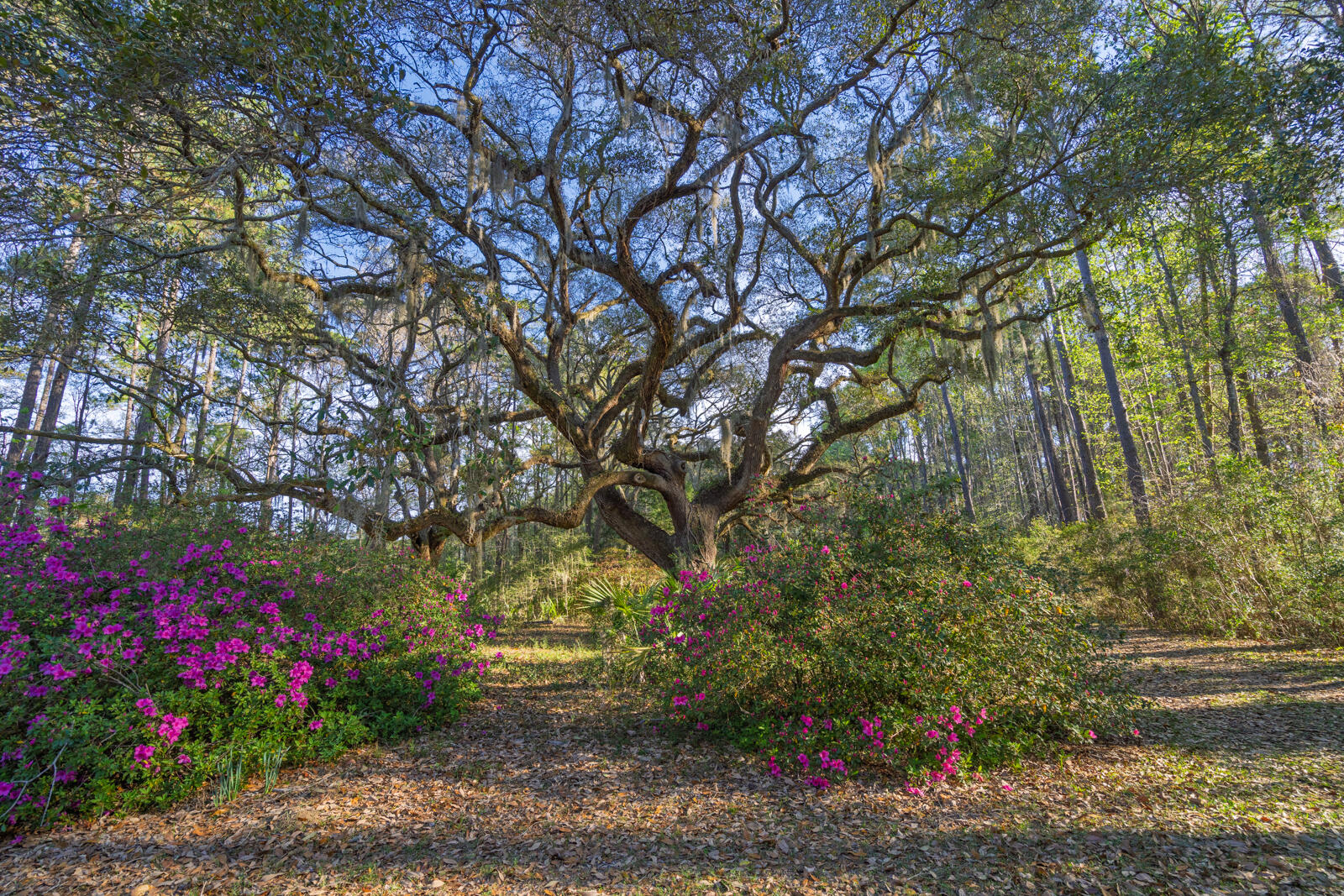 7717 White Point Road Hollywood, SC 29449 - Photo 16 of 99 untitled-20