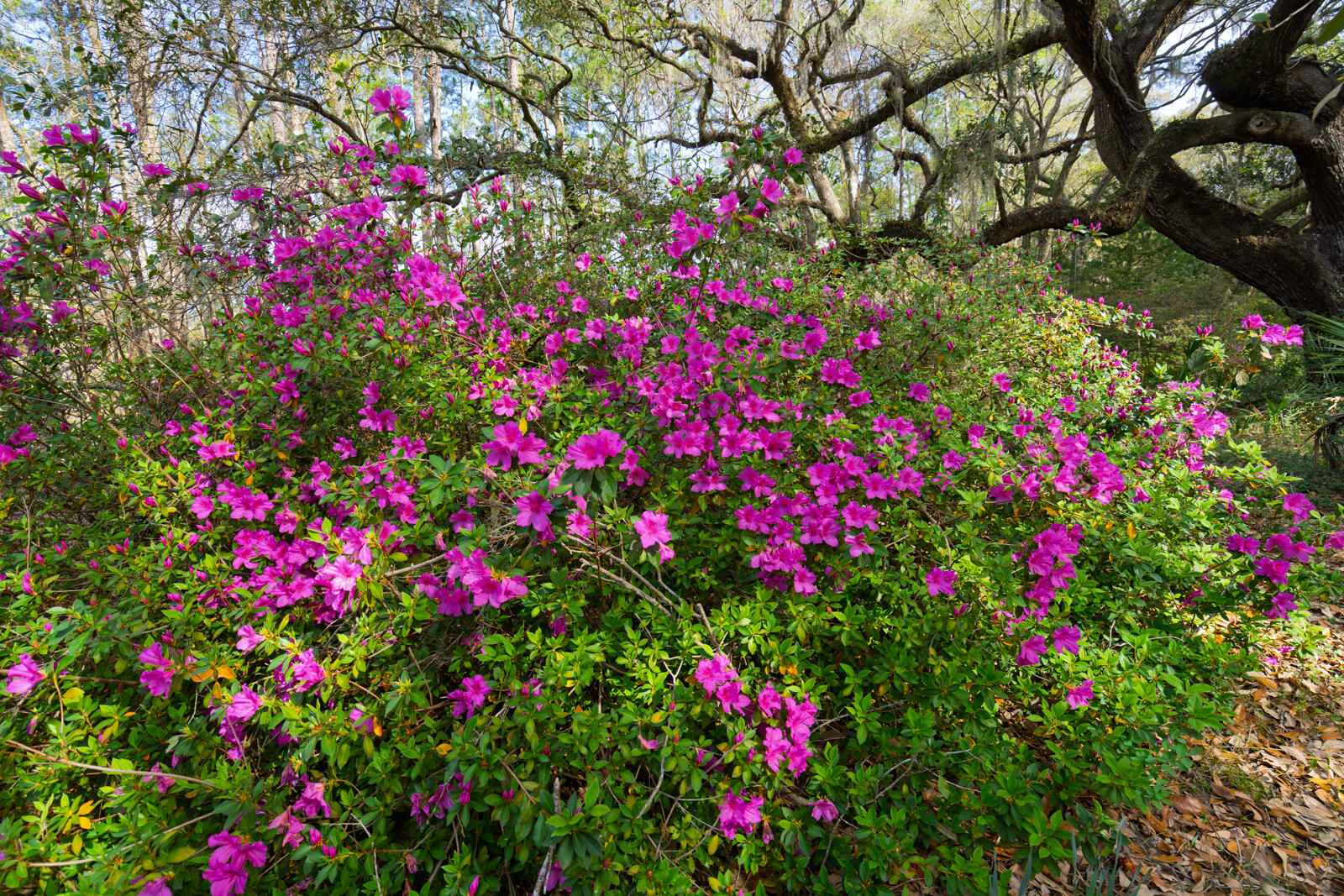 7717 White Point Road Hollywood, SC 29449 - Photo 67 of 99 untitled-69