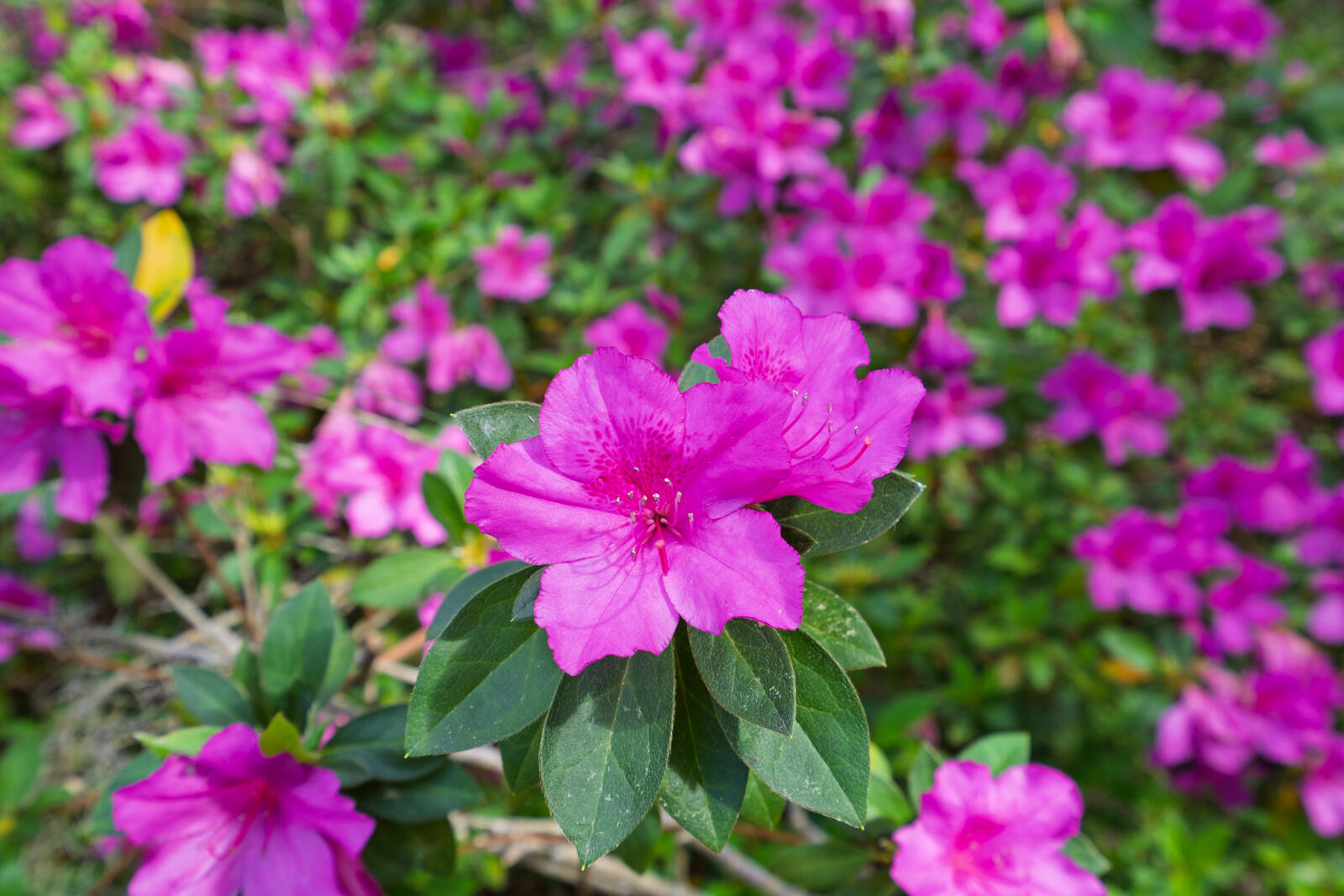 7717 White Point Road Hollywood, SC 29449 - Photo 68 of 99 untitled-70