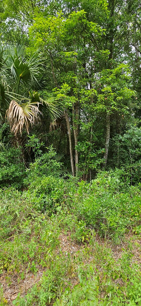 805 3rd Street West Carrabelle, FL 32322 - Photo 3 of 7