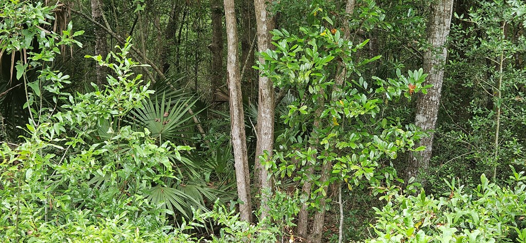 805 3rd Street West Carrabelle, FL 32322 - Photo 4 of 7