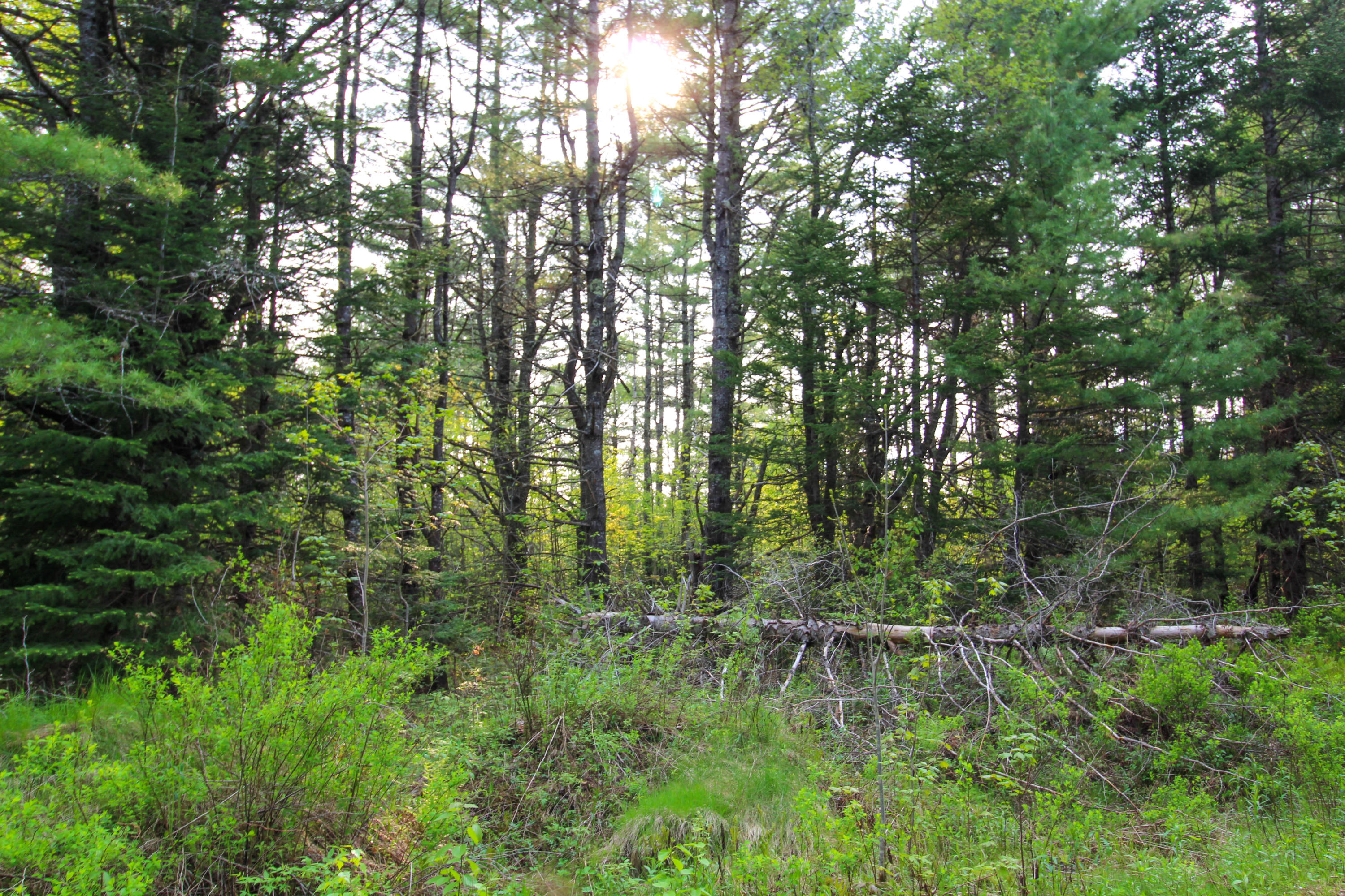 5-8 Boggy Brook Road Ellsworth, ME 04605 - Photo 22 of 28 Trees