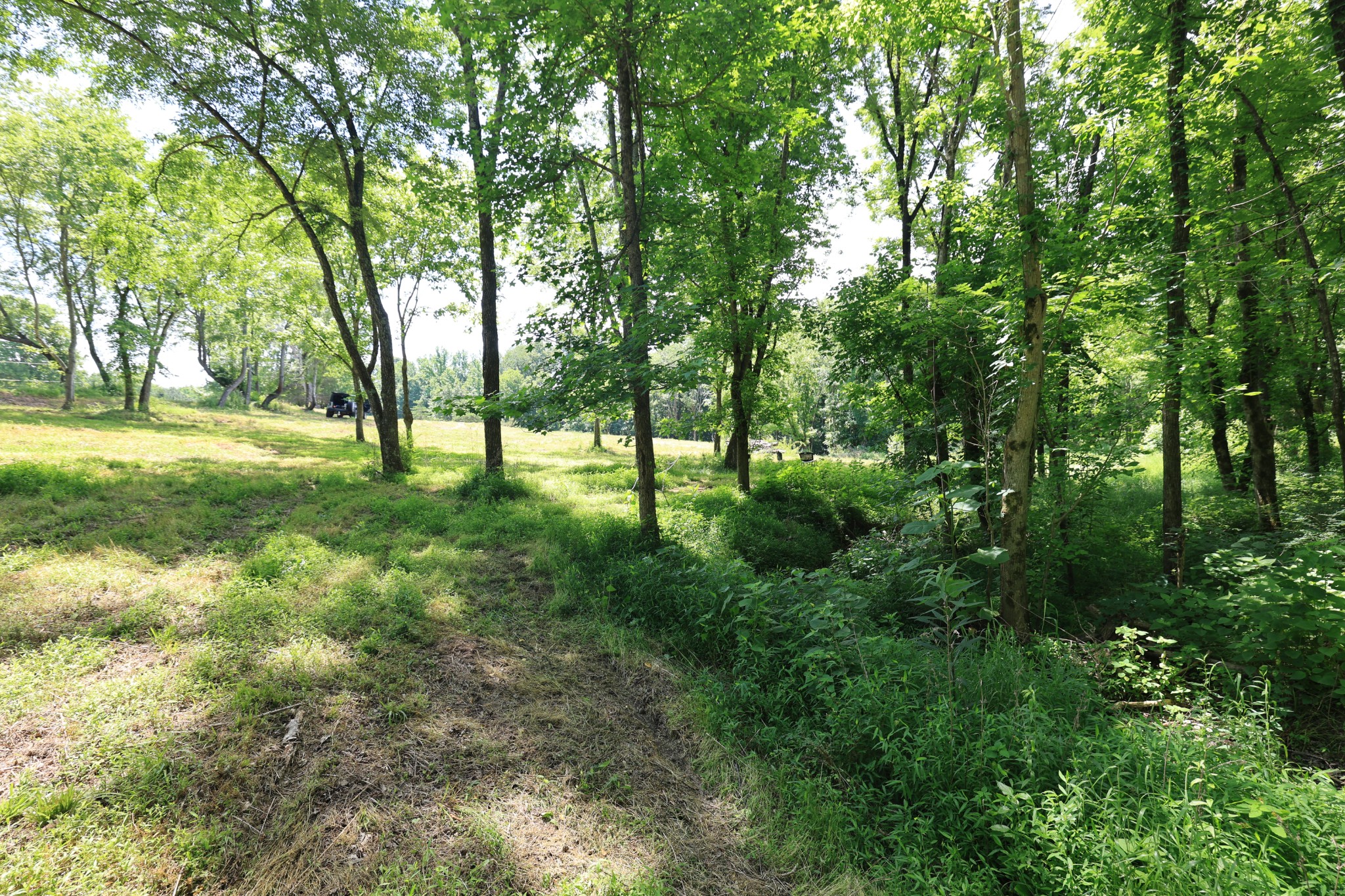 5 Poplar Ridge Lane Chapmansboro, TN 37035 - Photo 28 of 34 a view of yard with trees