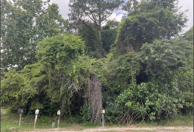 a view of a forest with trees