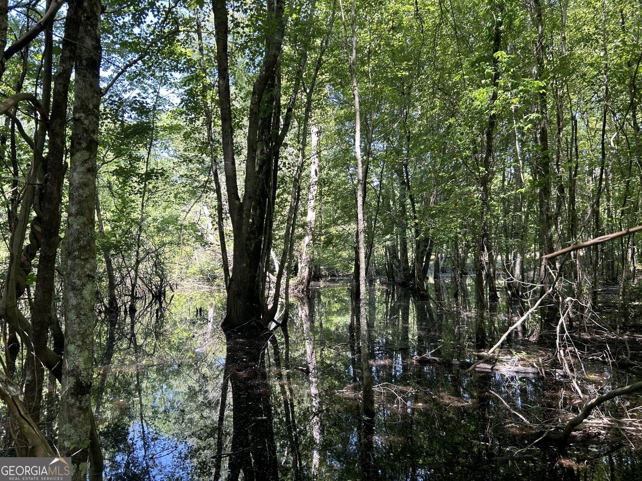 0 Dewey Thomas Road, Unit LOT 15 Dexter, GA 31019 - Photo 7 of 14 a view of forest