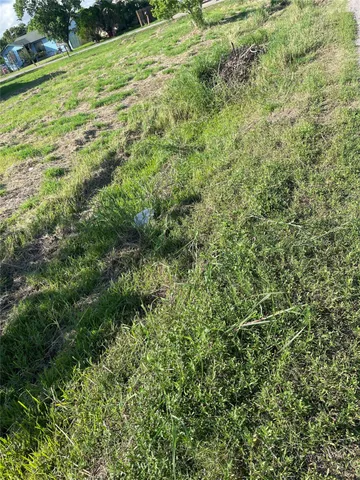 a view of a big yard with plants and large trees