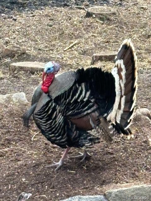 34 Normandy Road Evergreen, CO 80439 - Photo 41 of 45 a view of water heater room
