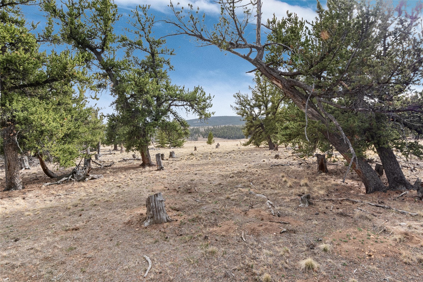 1798 Mullenville Road Fairplay, CO 80440 - Photo 11 of 23 a view of a yard with a tree