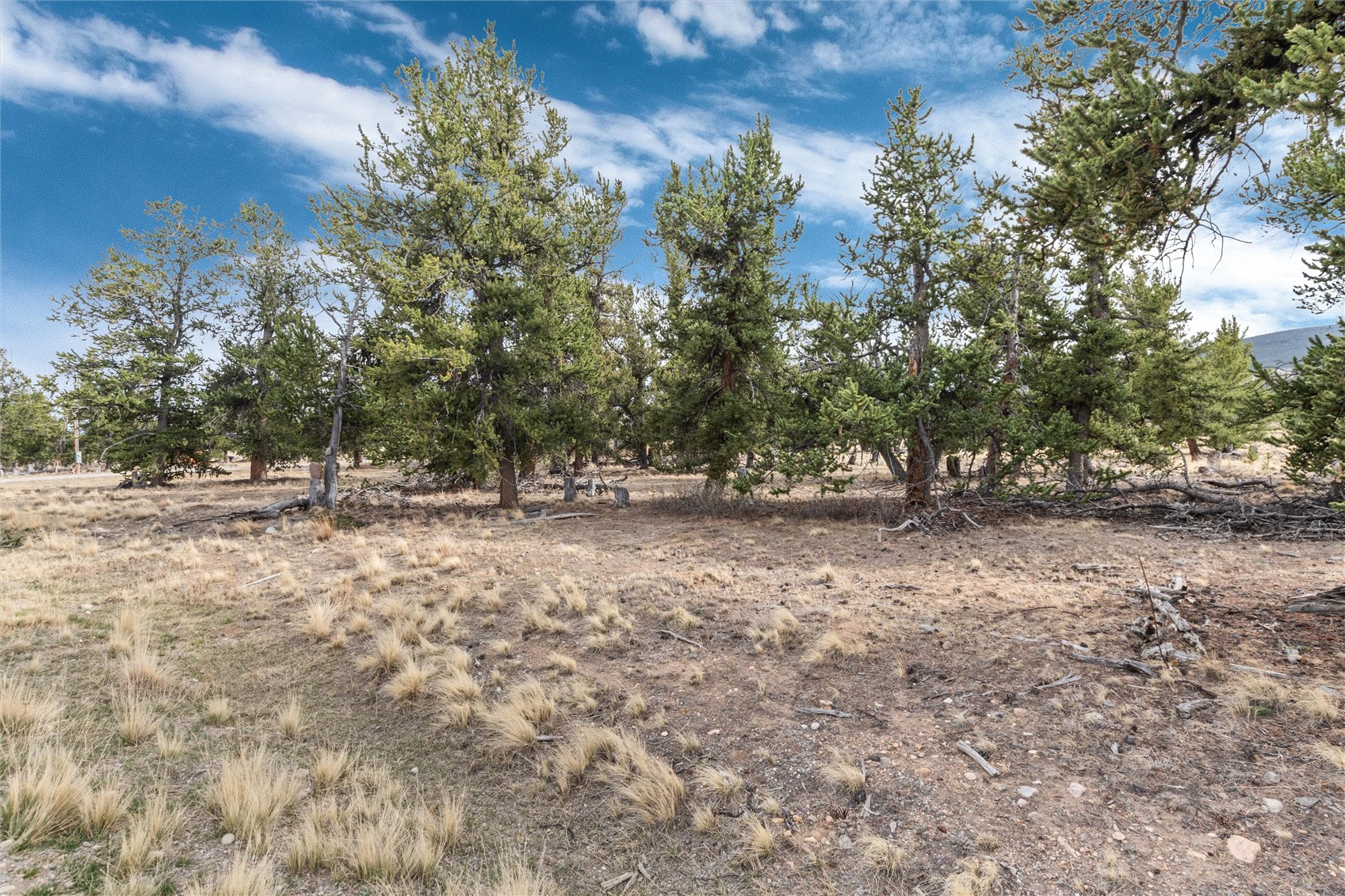 1798 Mullenville Road Fairplay, CO 80440 - Photo 13 of 23 a view of outdoor space with trees