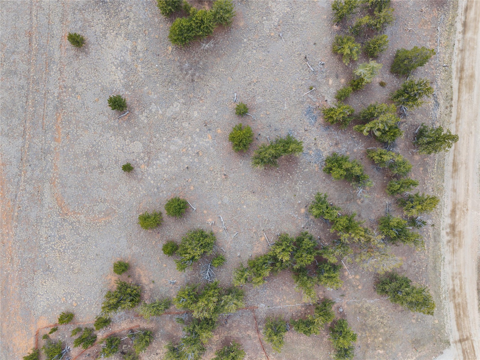 1798 Mullenville Road Fairplay, CO 80440 - Photo 22 of 23 a view of a plant with plants
