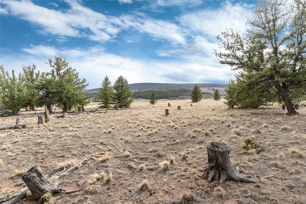 a view of a forest with trees
