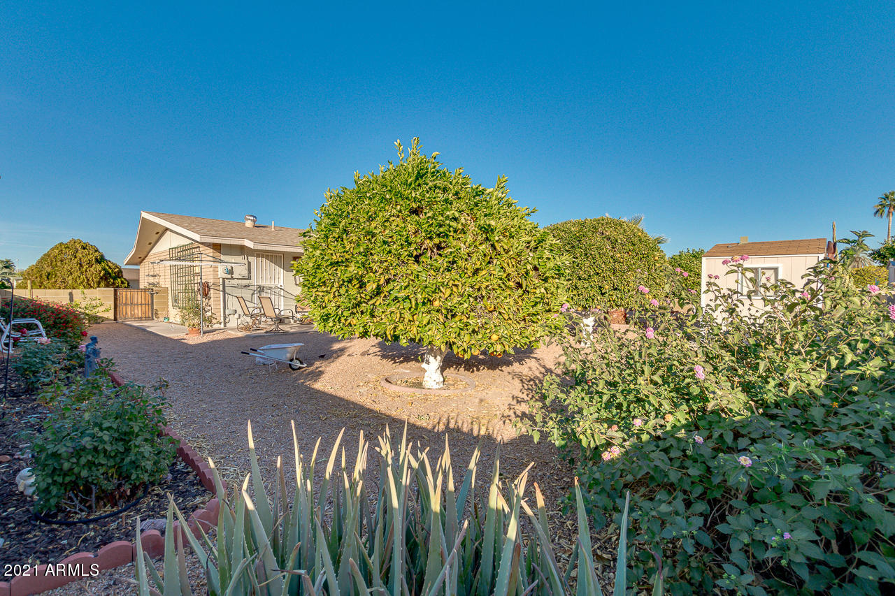6113 East Adobe Road Mesa, AZ 85205 - Photo 26 of 42 Beautiful greenery