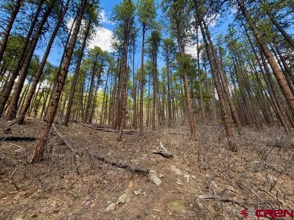 a view of backyard with trees