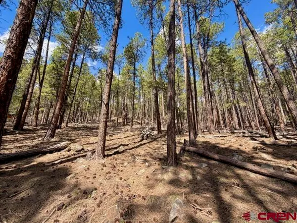 a view of a yard with trees