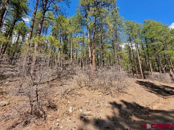a view of a yard with trees