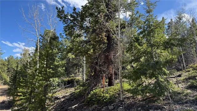 a view of a tree in a garden