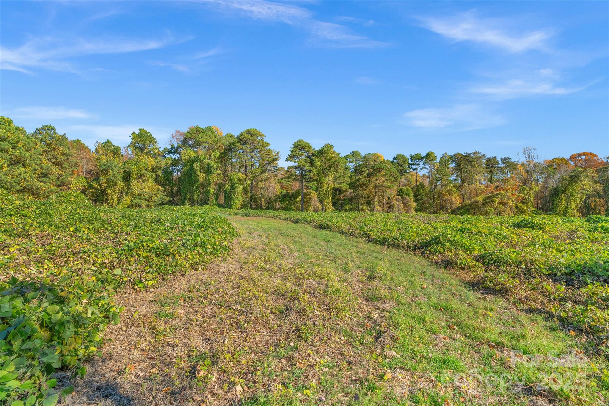 0 Bud Davis Road, Unit 6 Vale, NC 28168 - Photo 16 of 30 a view of a yard with a house