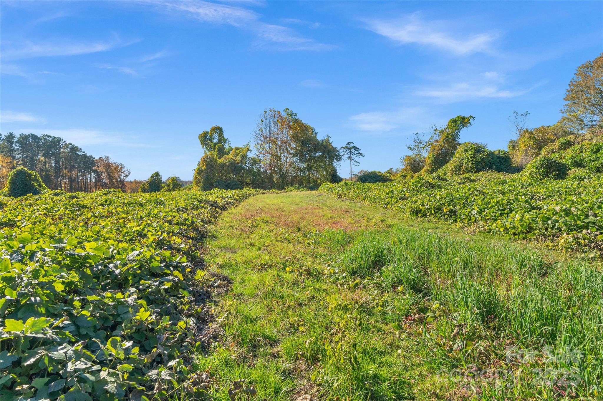 0 Bud Davis Road, Unit 6 Vale, NC 28168 - Photo 18 of 30