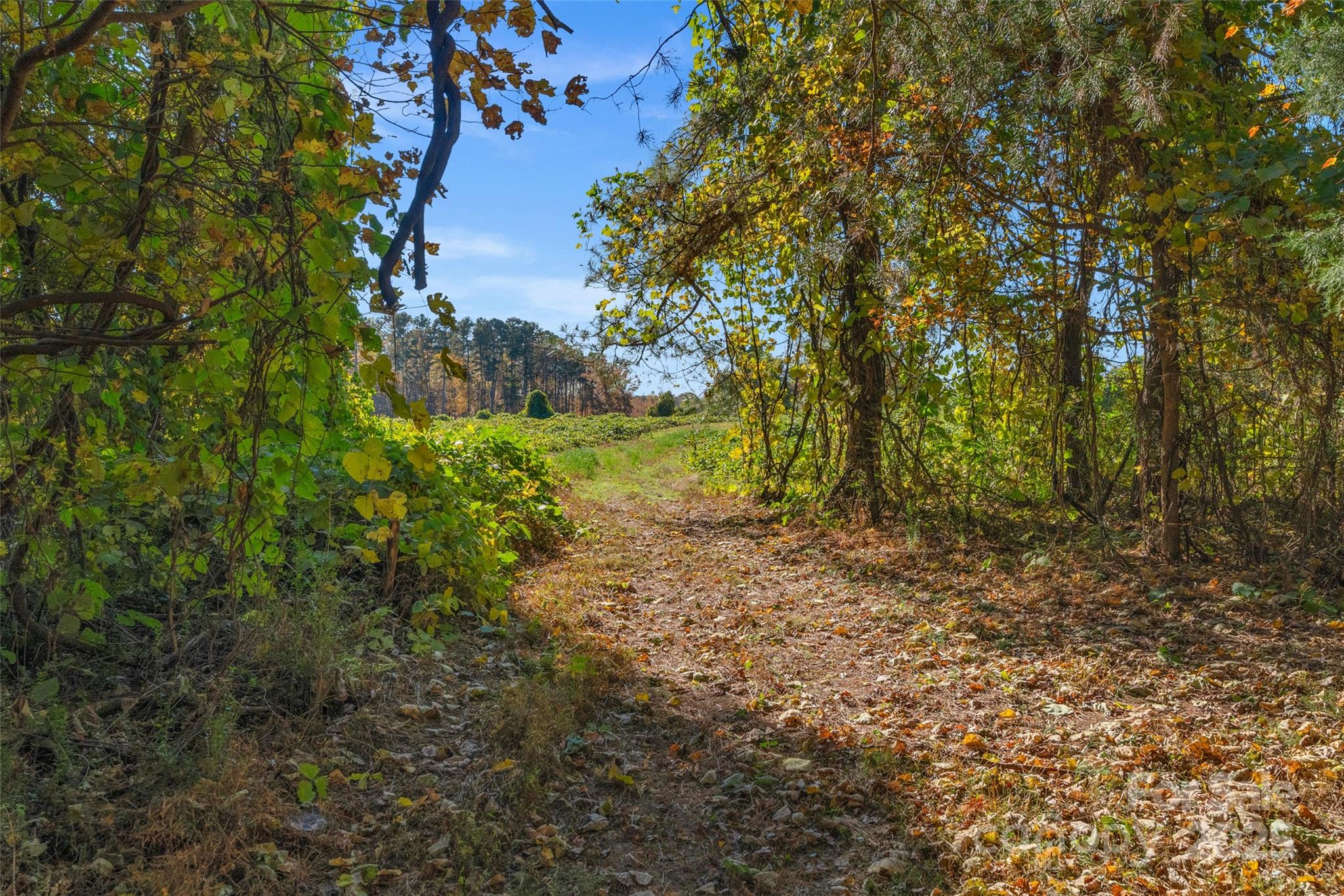 0 Bud Davis Road, Unit 6 Vale, NC 28168 - Photo 20 of 30 a view of a yard with large trees