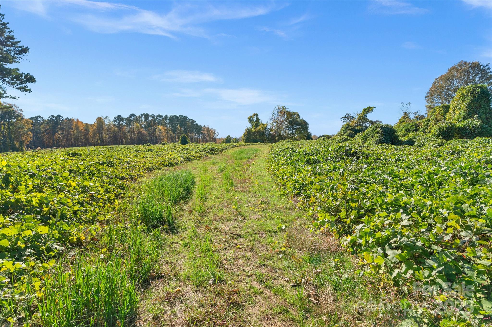 0 Bud Davis Road, Unit 6 Vale, NC 28168 - Photo 22 of 30 a view of a bunch of plants and trees