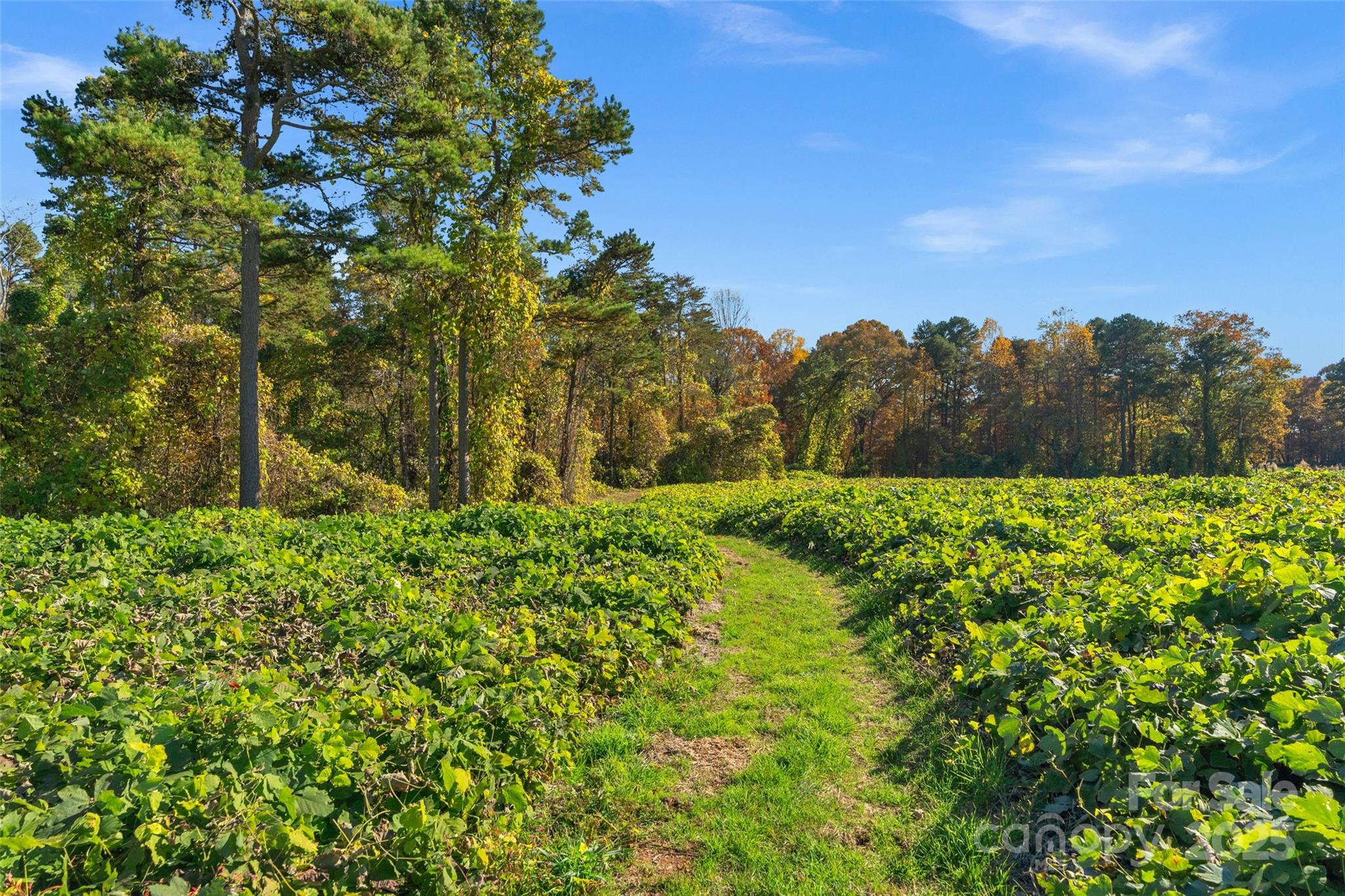 0 Bud Davis Road, Unit 6 Vale, NC 28168 - Photo 23 of 30 a view of a garden
