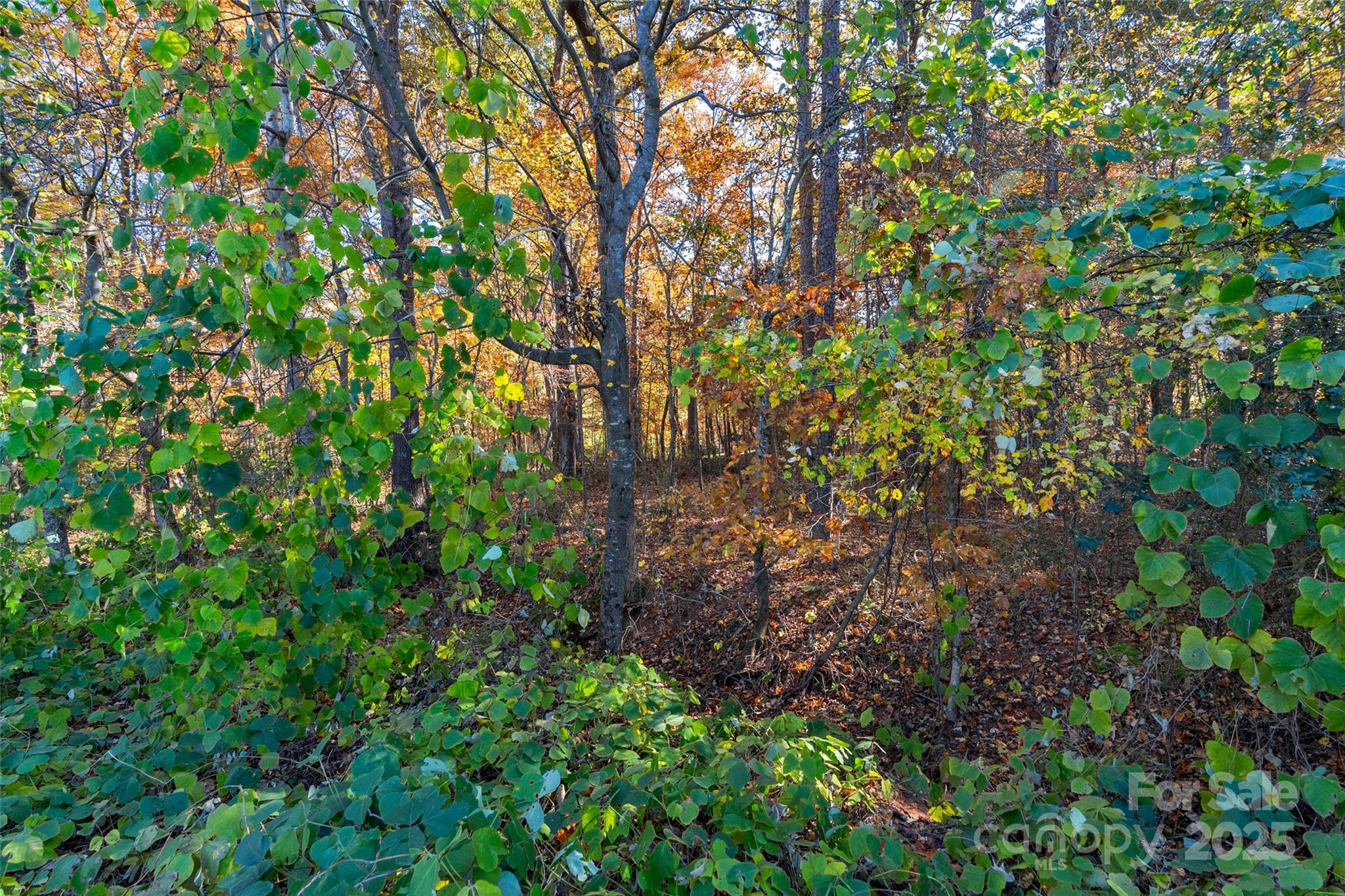0 Bud Davis Road, Unit 6 Vale, NC 28168 - Photo 29 of 30 a backyard of a house with lots of green space