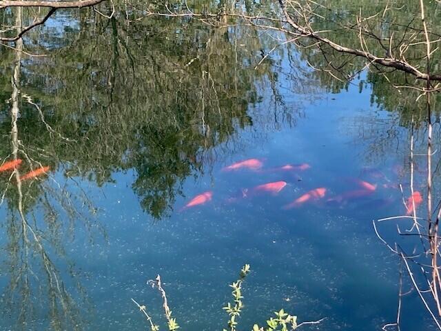 6980 South Old State Road Lewis Center, OH 43035 - Photo 57 of 66 Koi in Pond