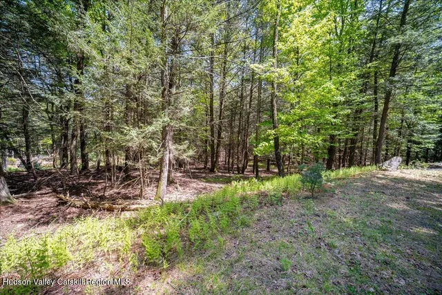 a view of a forest with trees
