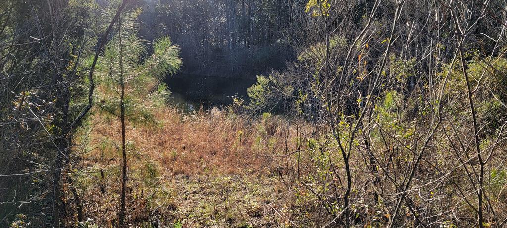 50.45-acres Trawick Road Dothan, AL 36301 - Photo 33 of 62