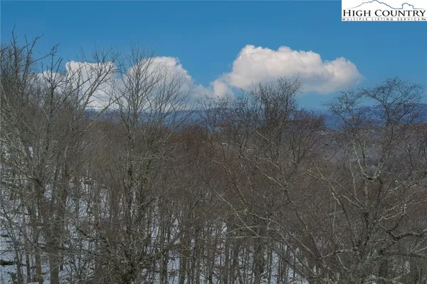 a view of a forest filled with trees