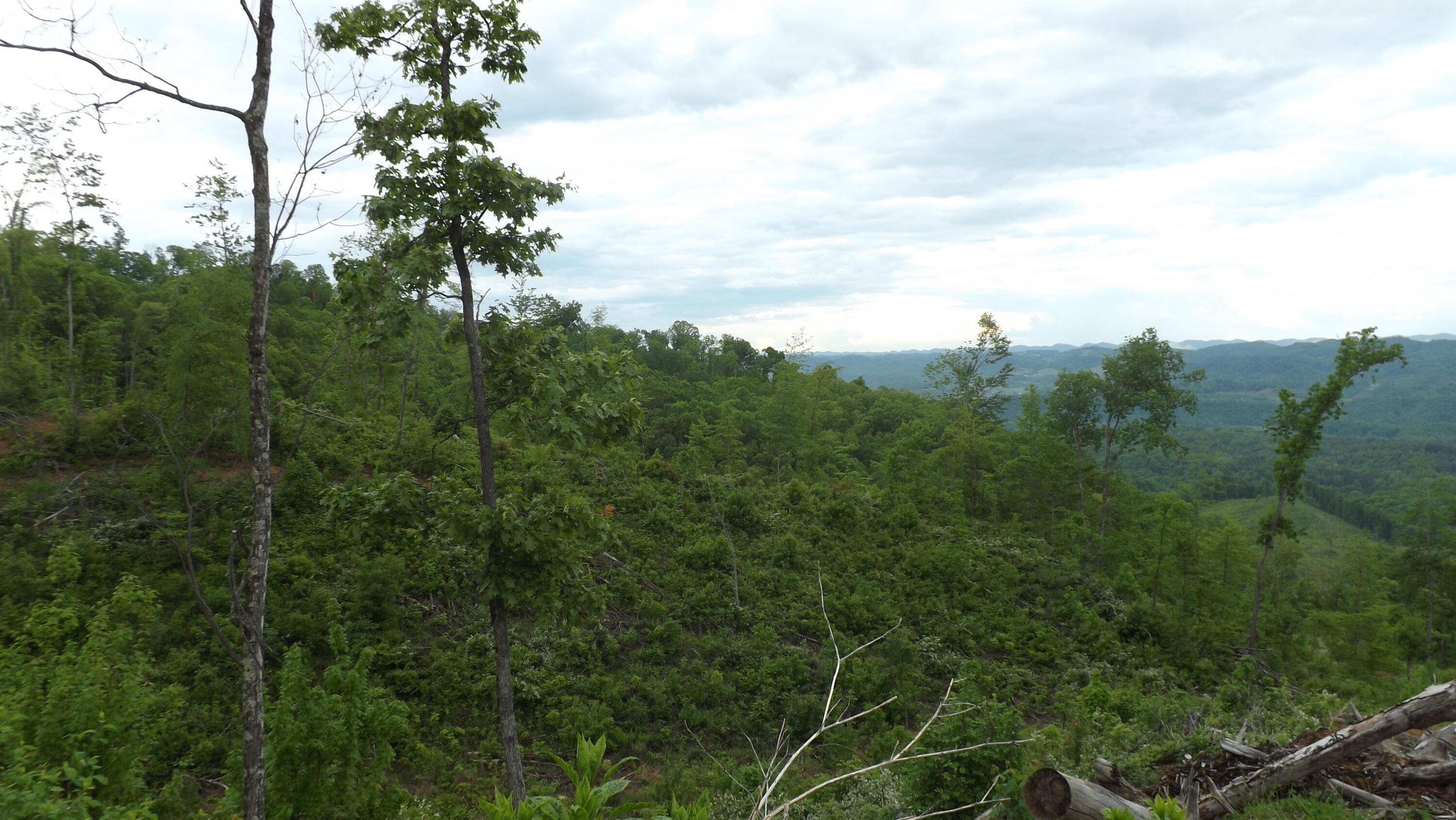 0 Osborne Ridge Road Dungannon, VA 24245 - Photo 11 of 23 DSCF3749
