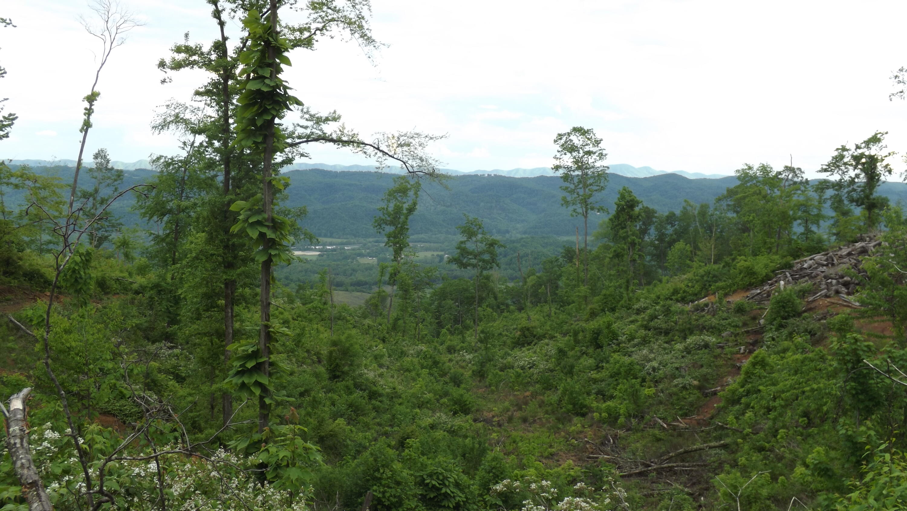 0 Osborne Ridge Road Dungannon, VA 24245 - Photo 13 of 23 DSCF3751