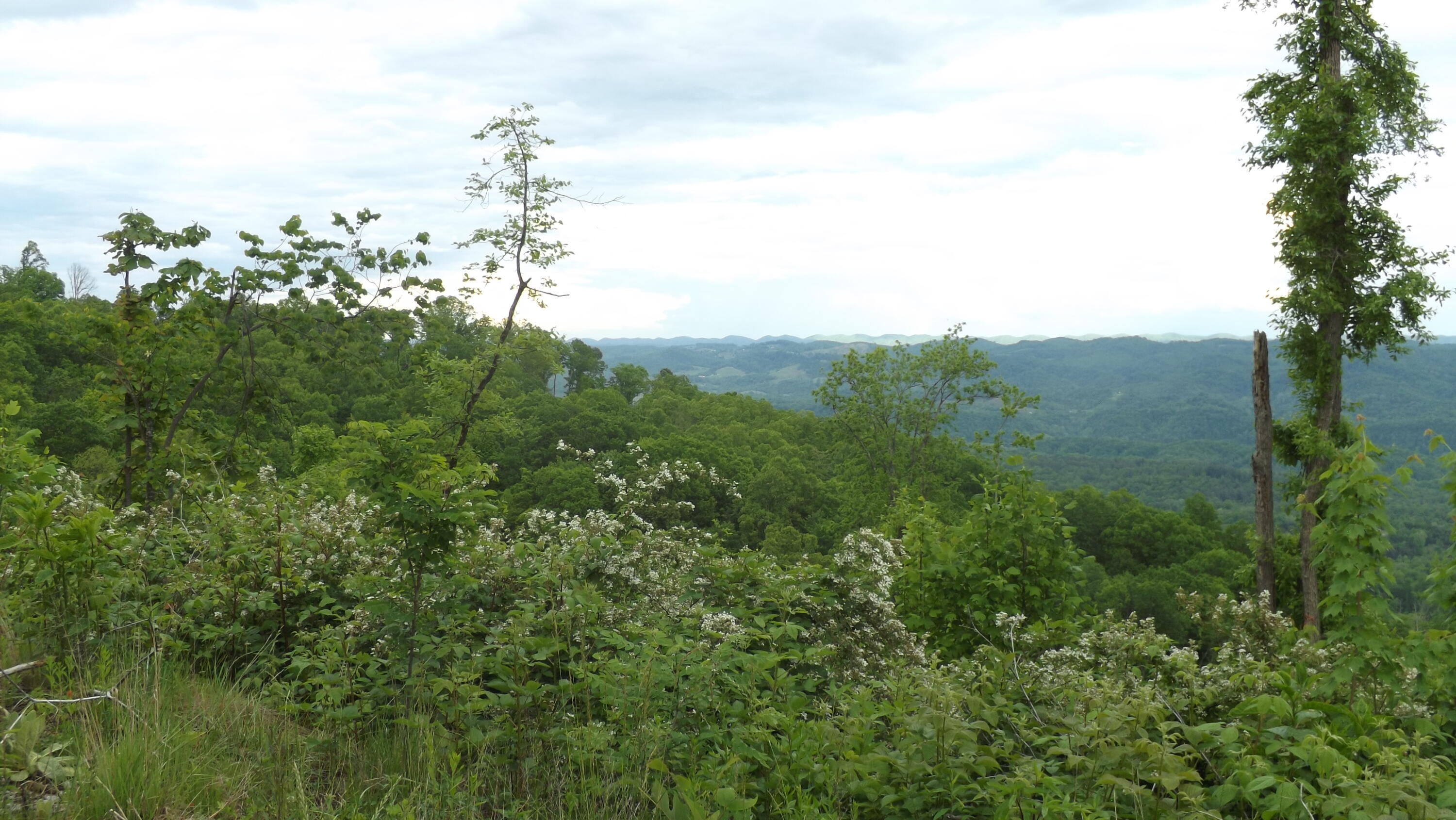 0 Osborne Ridge Road Dungannon, VA 24245 - Photo 14 of 23 DSCF3752