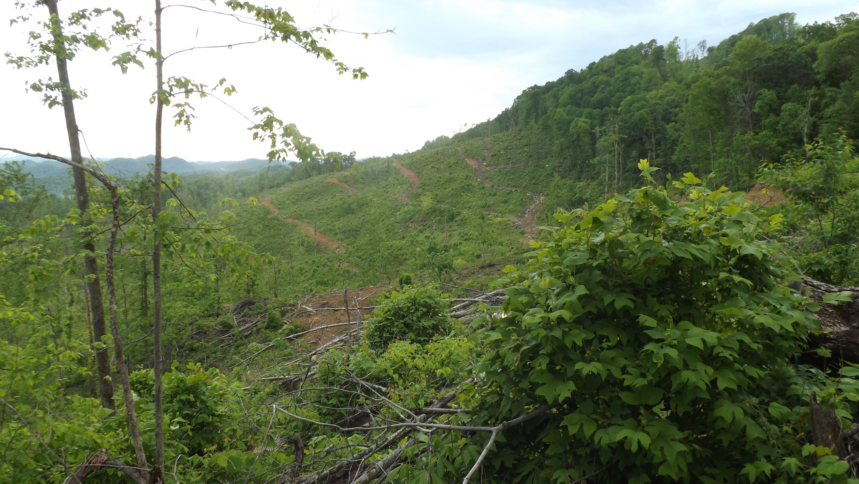 0 Osborne Ridge Road Dungannon, VA 24245 - Photo 23 of 23 DSCF3762