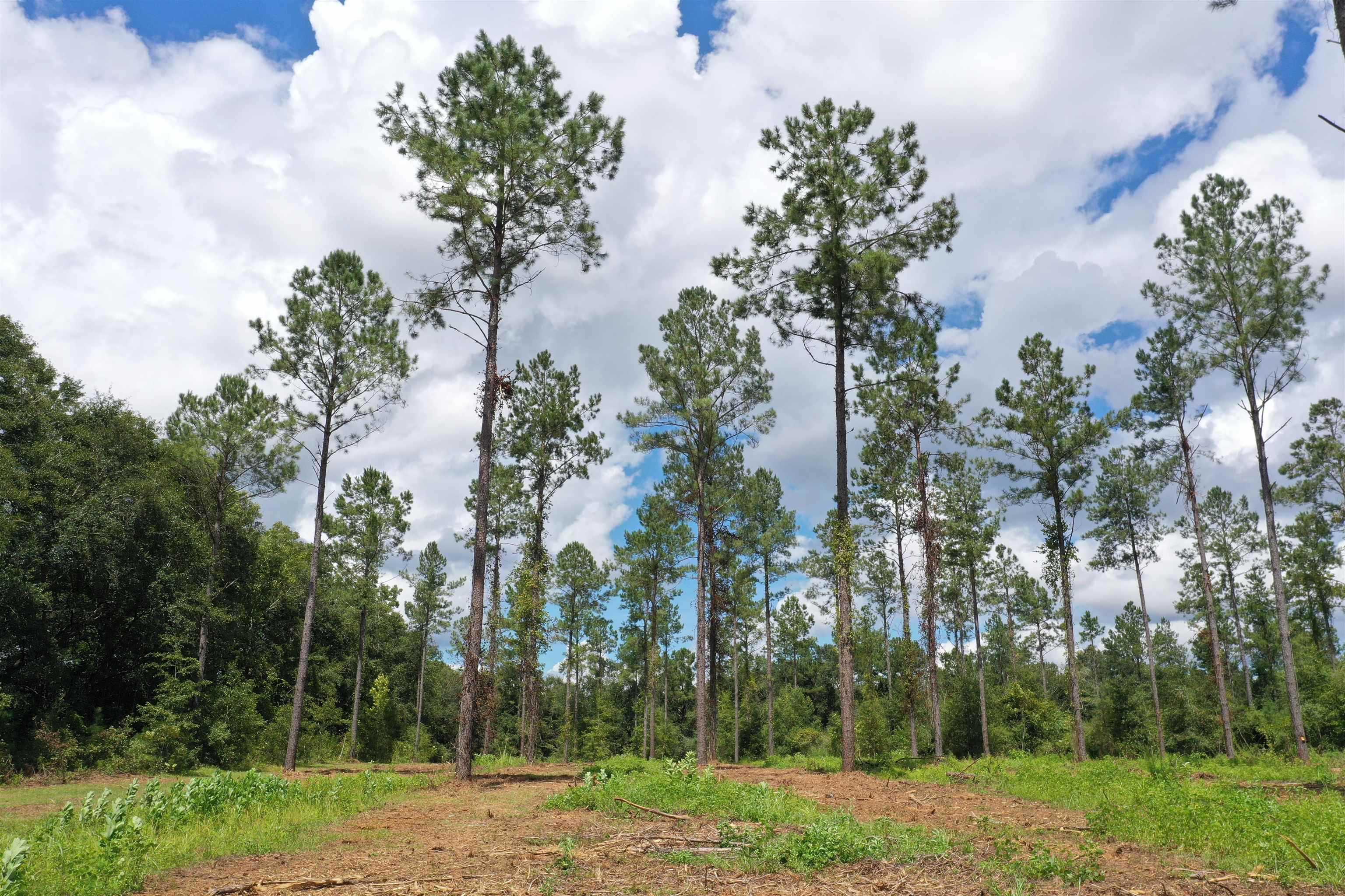Xxx Salem Road Quincy, FL 32352 - Photo 18 of 18 Gallery Image 18