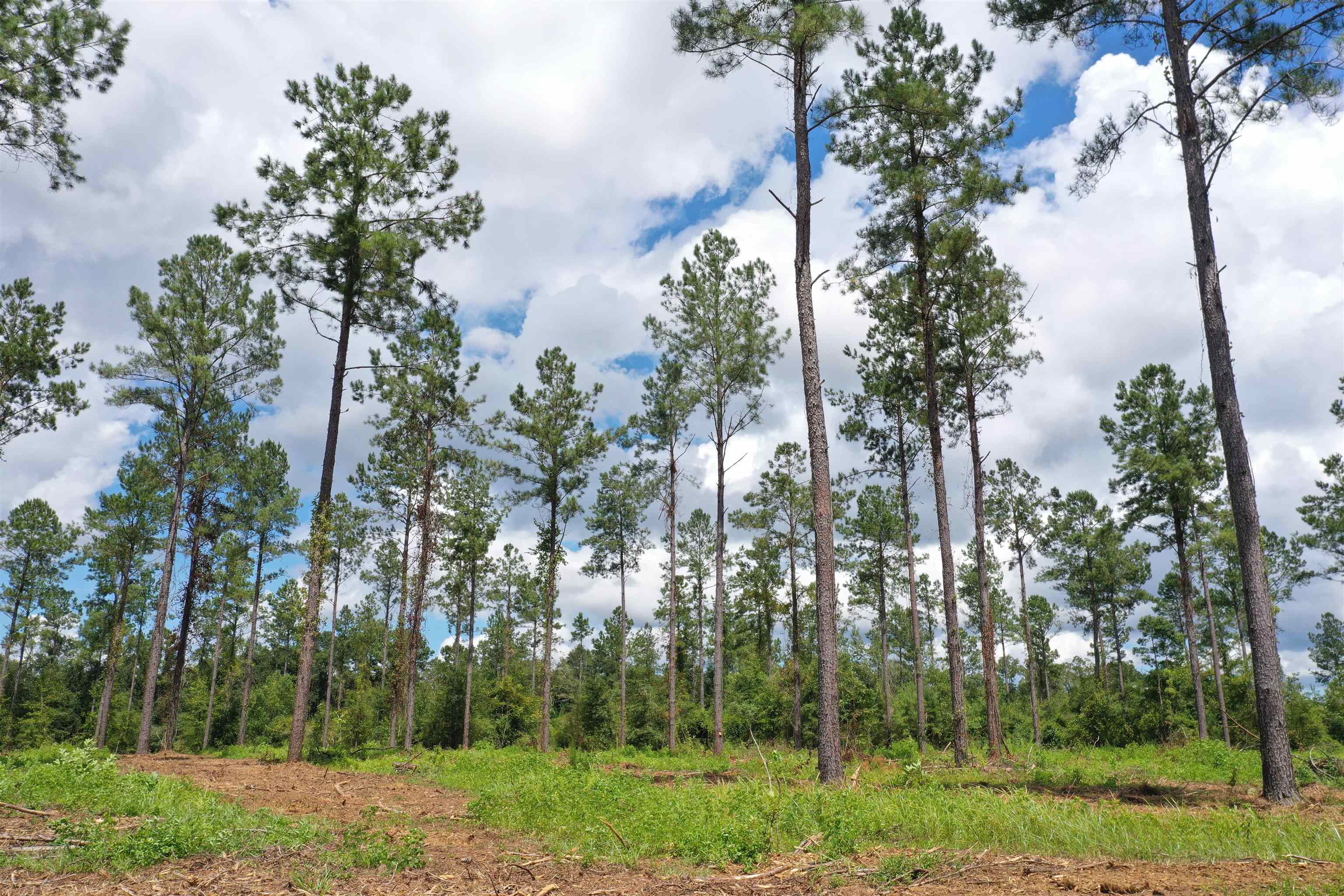 Xxx Salem Road Quincy, FL 32352 - Photo 3 of 18 Gallery Image 3