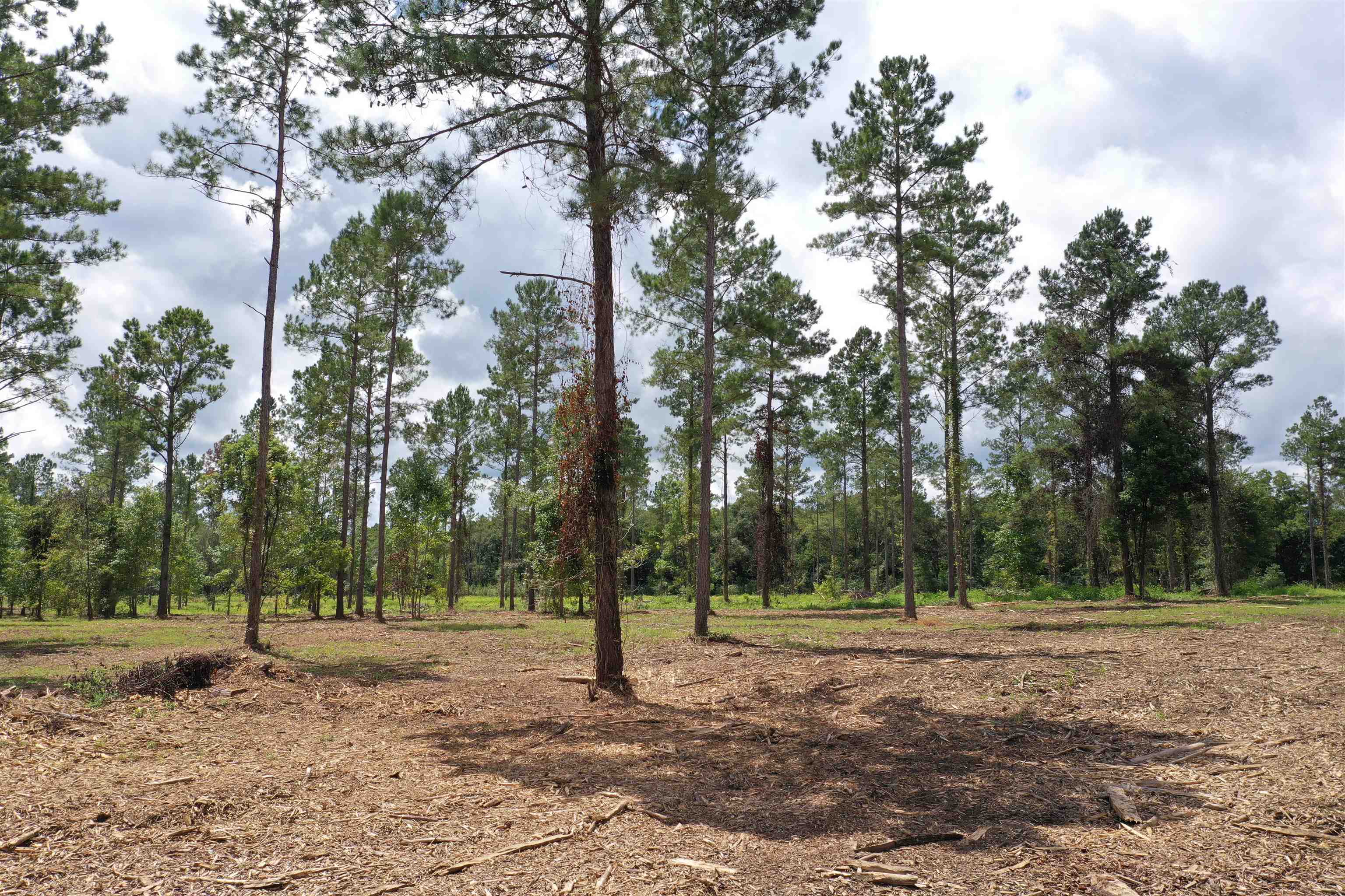 Xxx Salem Road Quincy, FL 32352 - Photo 8 of 18 Gallery Image 8