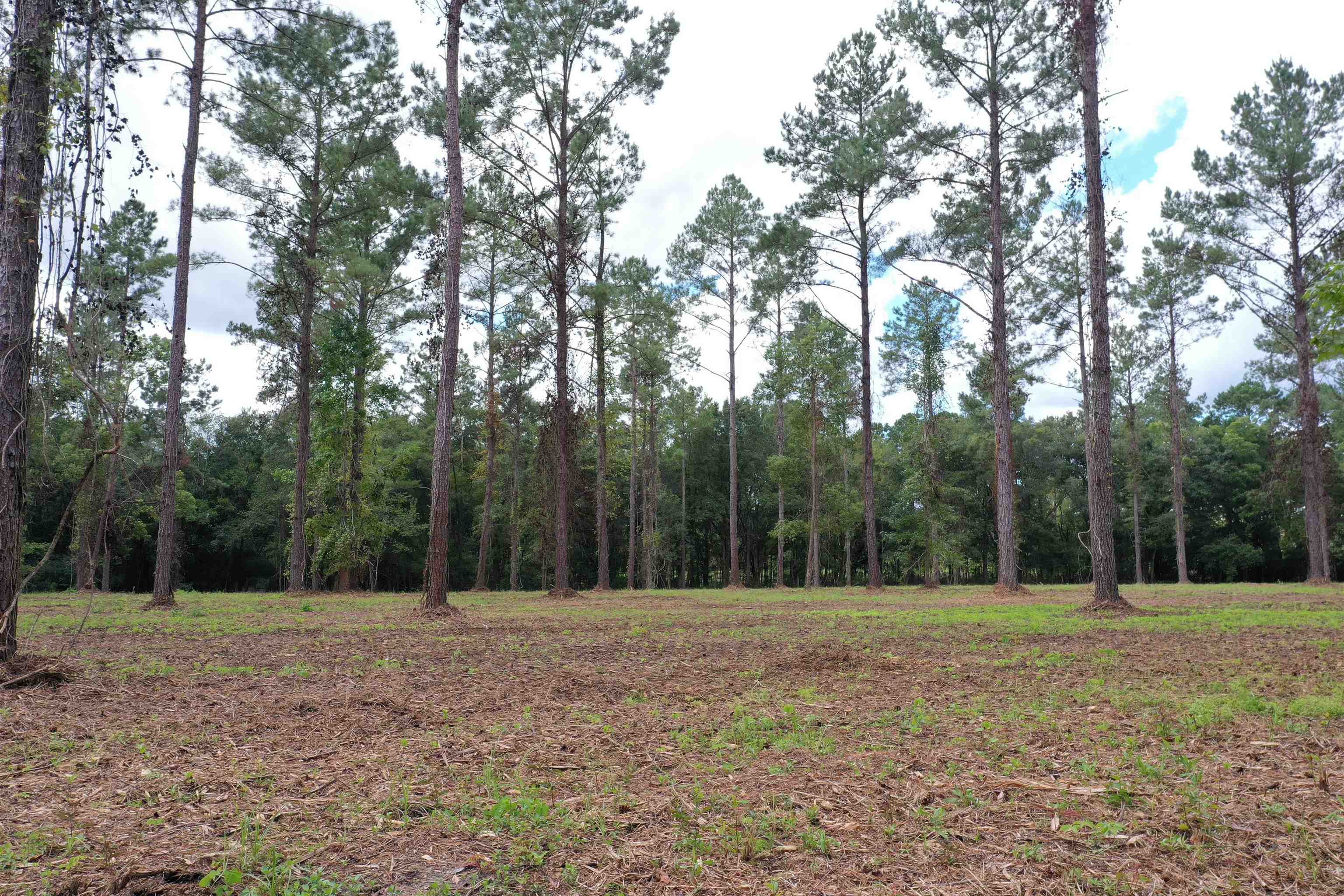 Xxx Salem Road Quincy, FL 32352 - Photo 9 of 18 Gallery Image 9