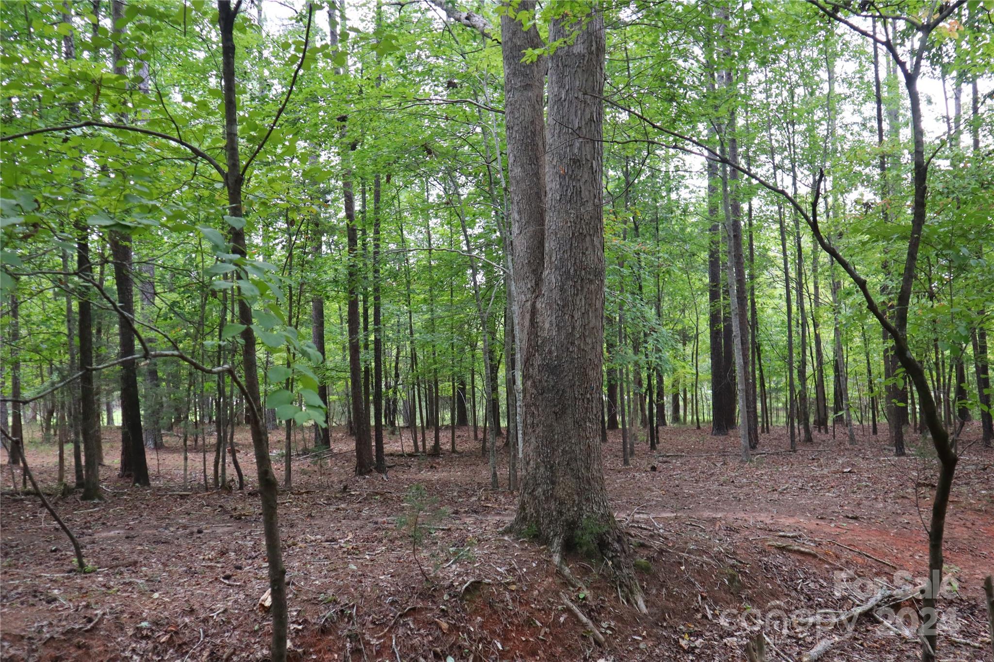 0 Parson Road McConnells, SC 29726 - Photo 8 of 13