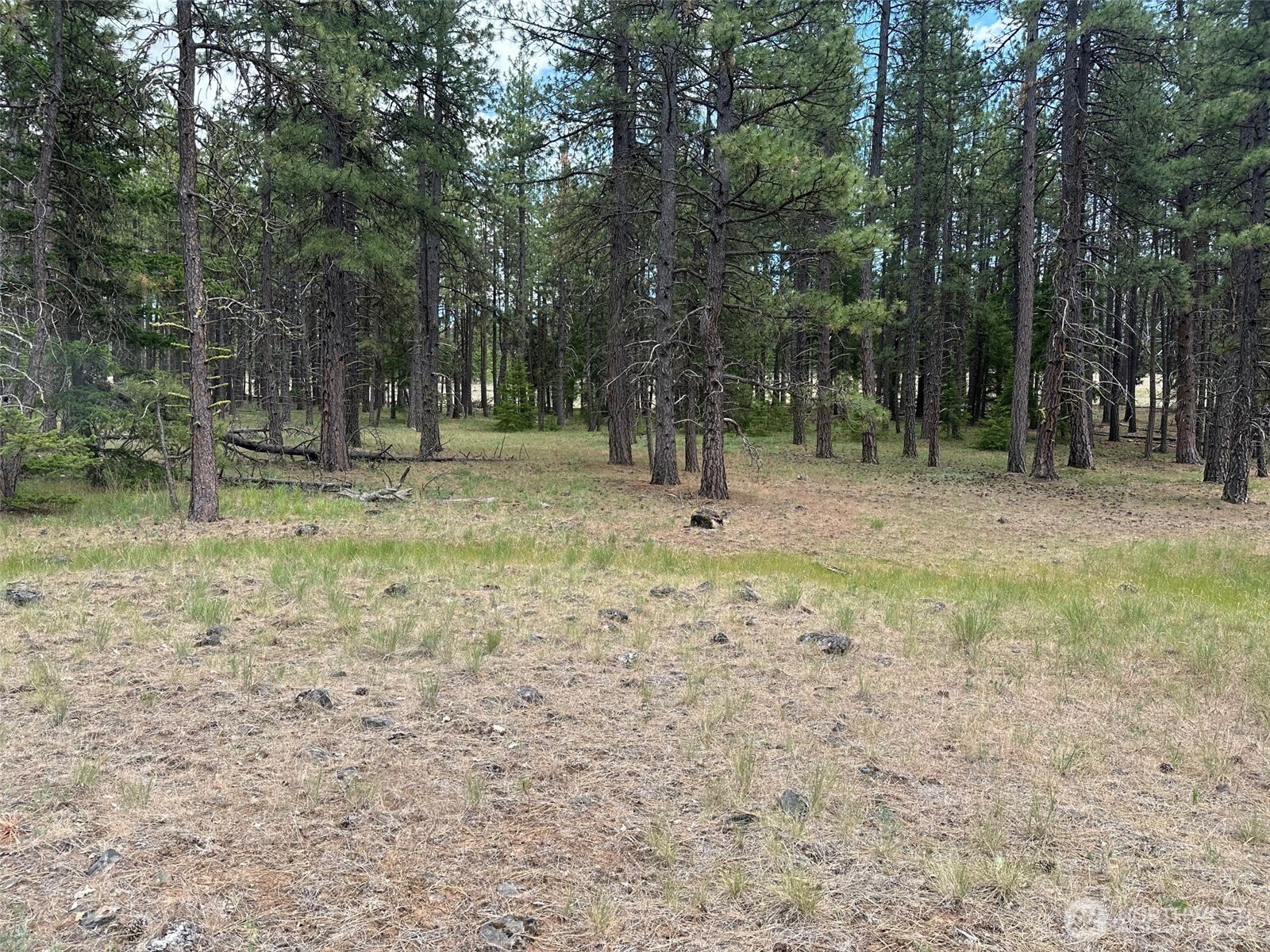 0 Pipeline Road Goldendale, WA 98620 - Photo 3 of 4 a backyard of a house with lots of trees